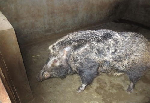栾城特种野猪养殖基地30斤以上的野猪苗价格