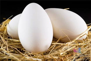 鸡蛋 鸭蛋 鹌鹑蛋 鹅蛋 到底有什么区别 不知道的就亏大了